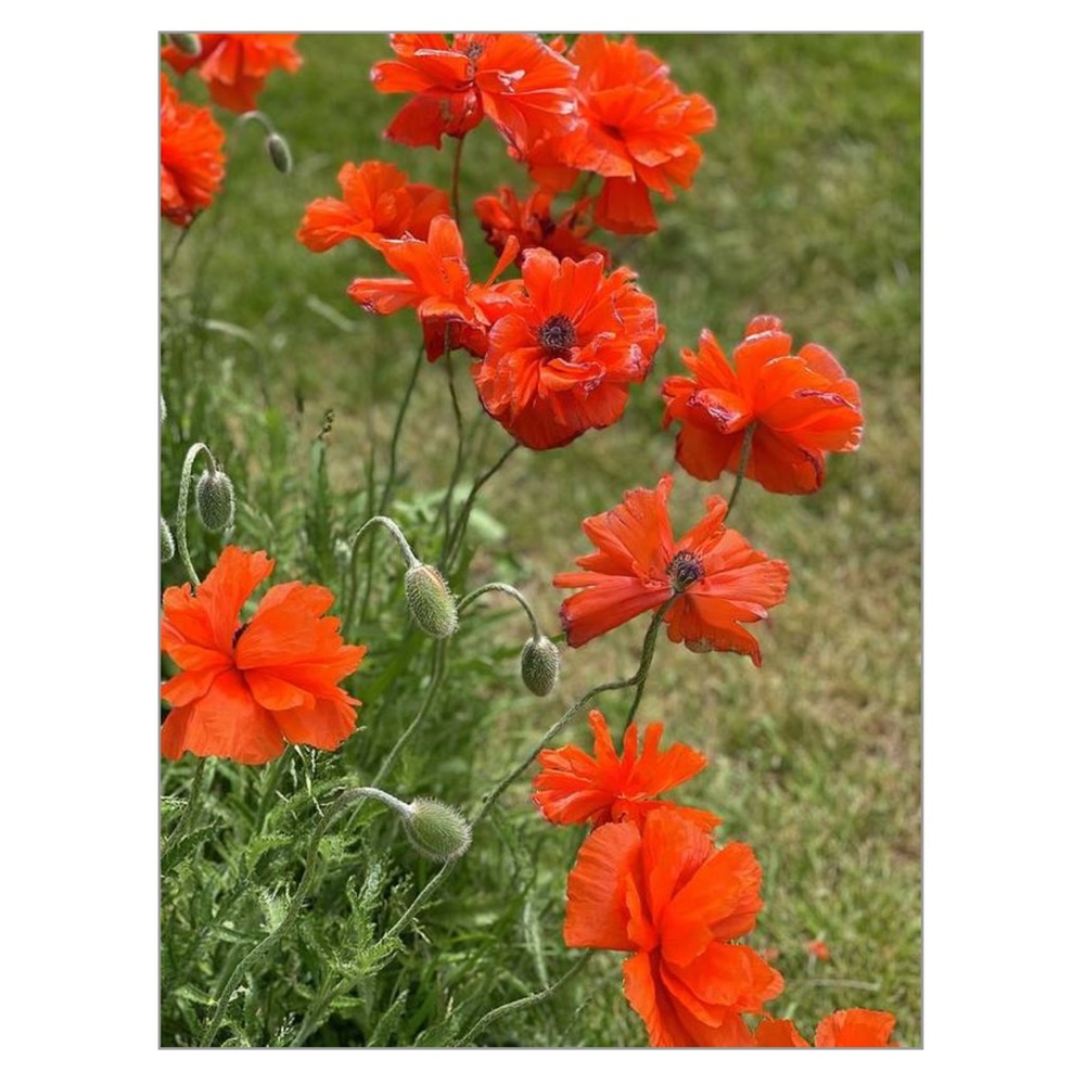 🌸🌸 BEAUTIFUL POPPYS ORIGINAL FLORAL PHOTOGRAP… - Picture 1 of 1